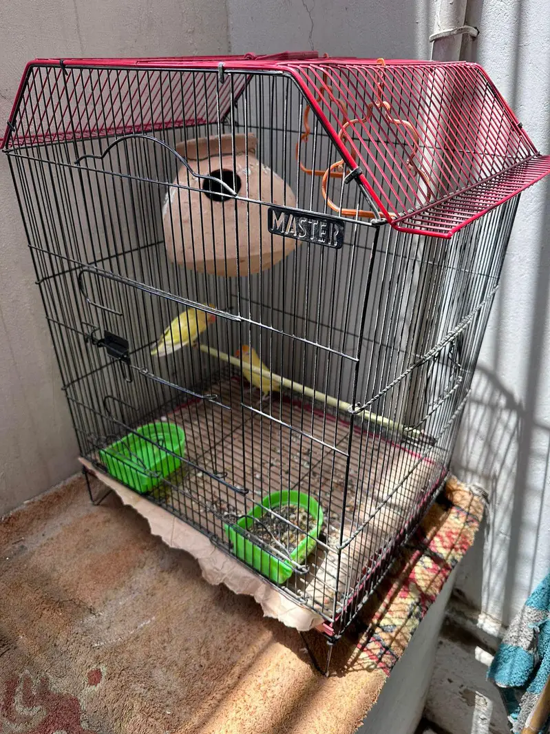 love birds pair and cage — photo 4