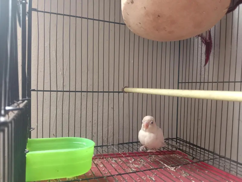 love birds pair and cage — photo 5