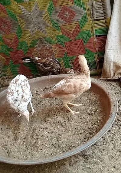 2 Aseel Pathy or 1 Aseel Pathi Available for sale