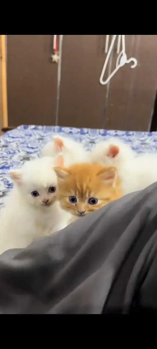 Persian cat for sale male or female my WhatsApp 309=52=38=470 — photo 4