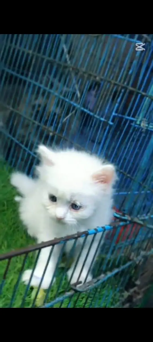 Persian cat for sale male or female my WhatsApp 309=52=38=470 — photo 6