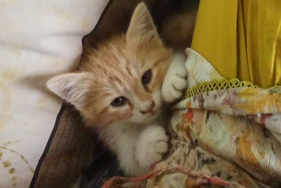 Beutifull cat 2