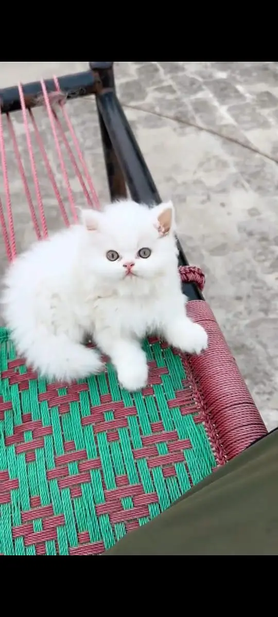 Persian cat for sale male or female my WhatsApp 309=52=38=470 — photo 2