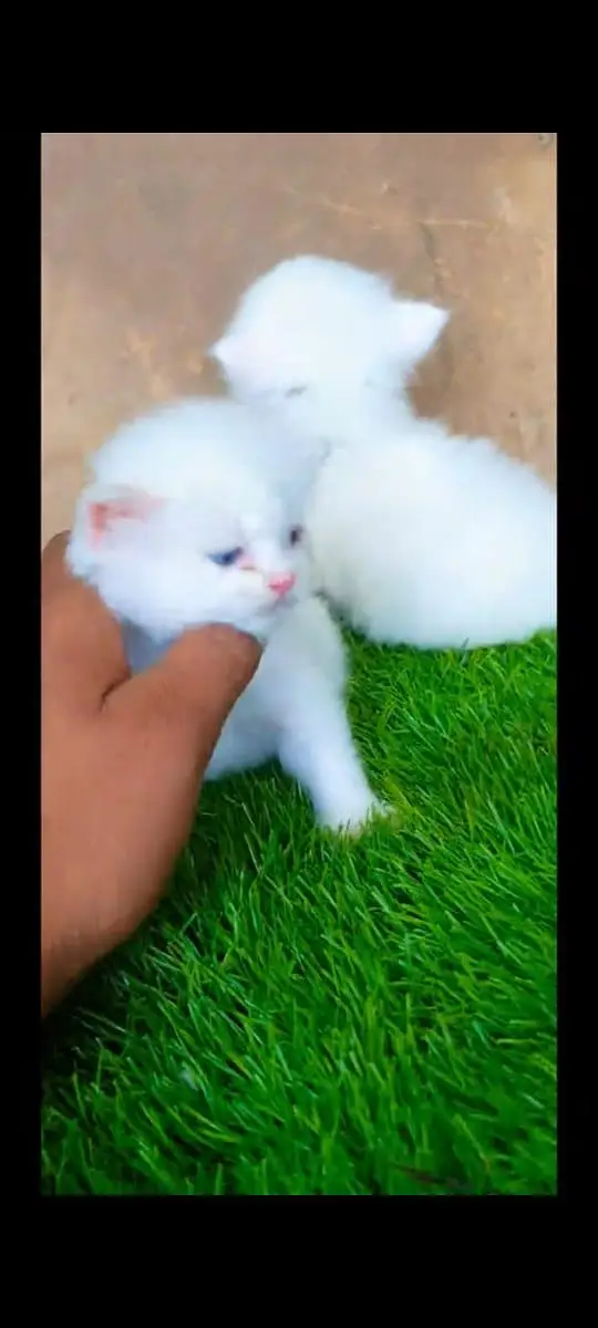 Persian cat for sale male or female my WhatsApp 309=52=38=470 — photo 5