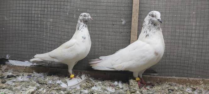 indain Lakhay 2 breeder pairs for sale.
