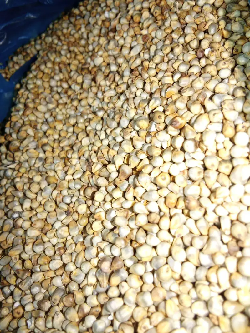 makai dana Or bajra — photo 2
