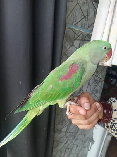 Raw parrot funny parrot child friendly house growth