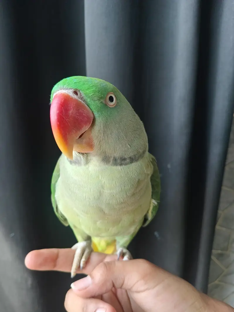 Raw parrot funny parrot child friendly house growth — photo 2