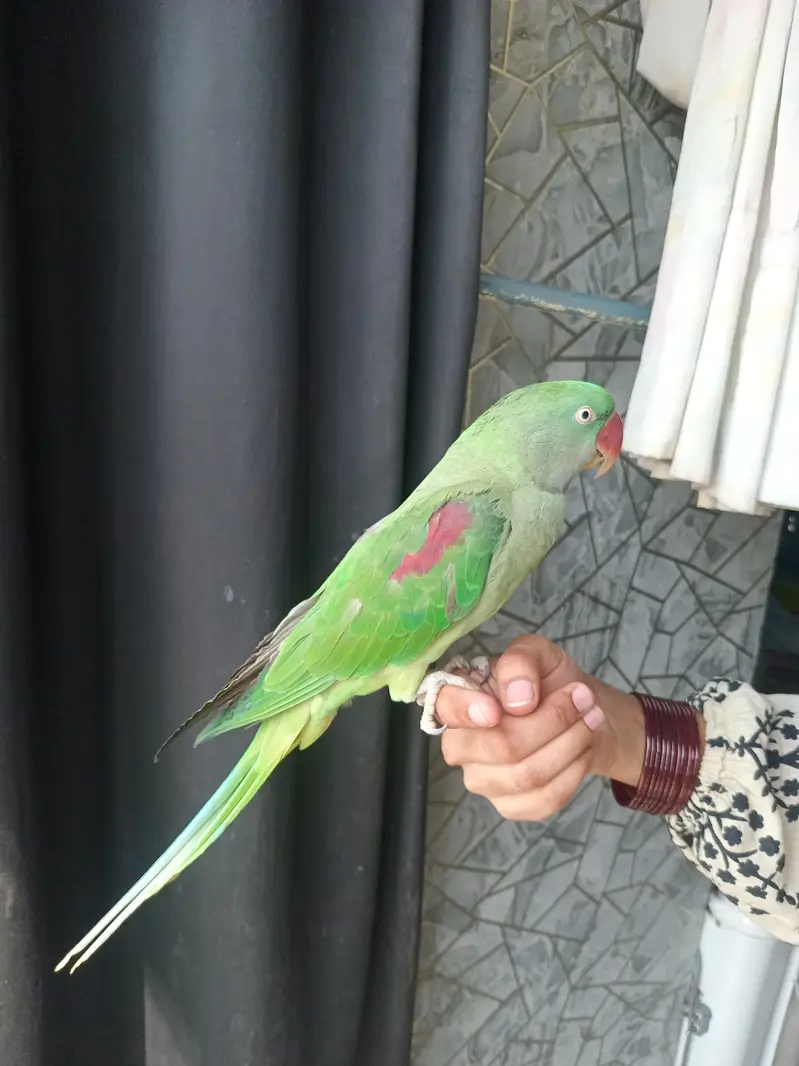 Raw parrot funny parrot child friendly house growth — photo 3