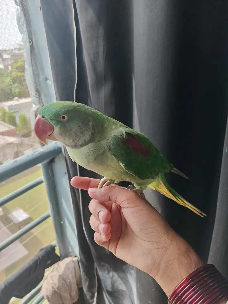 Raw parrot funny parrot child friendly house growth — photo 4