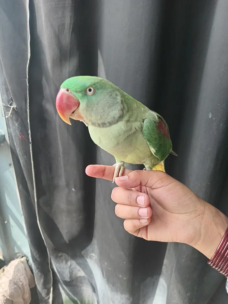 Raw parrot funny parrot child friendly house growth — photo 5