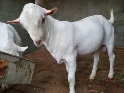 bakra eid k lie bakra or best breader