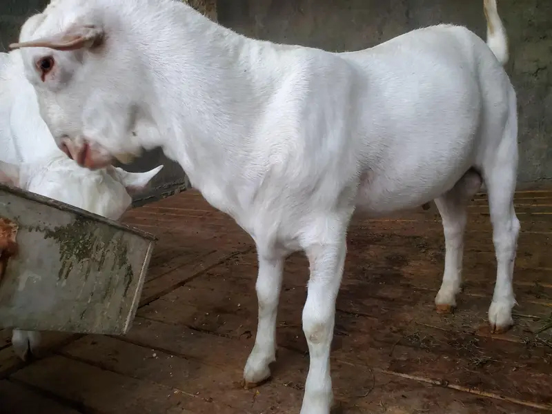bakra eid k lie bakra or best breader — photo 2
