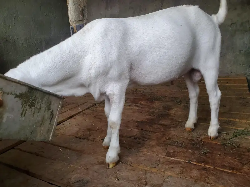 bakra eid k lie bakra or best breader — photo 3