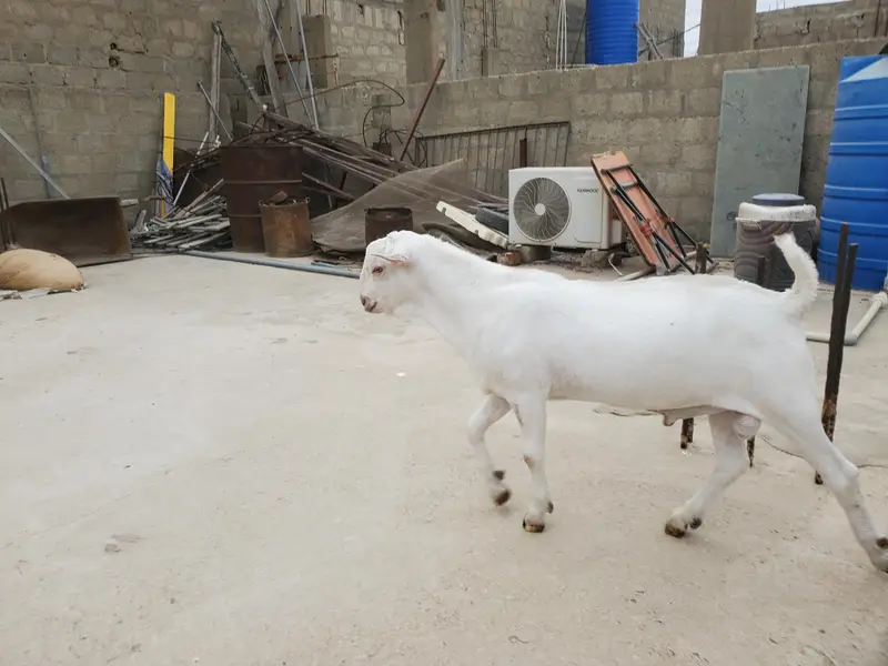bakra eid k lie bakra or best breader — photo 5