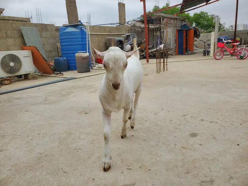 bakra eid k lie bakra or best breader — photo 6