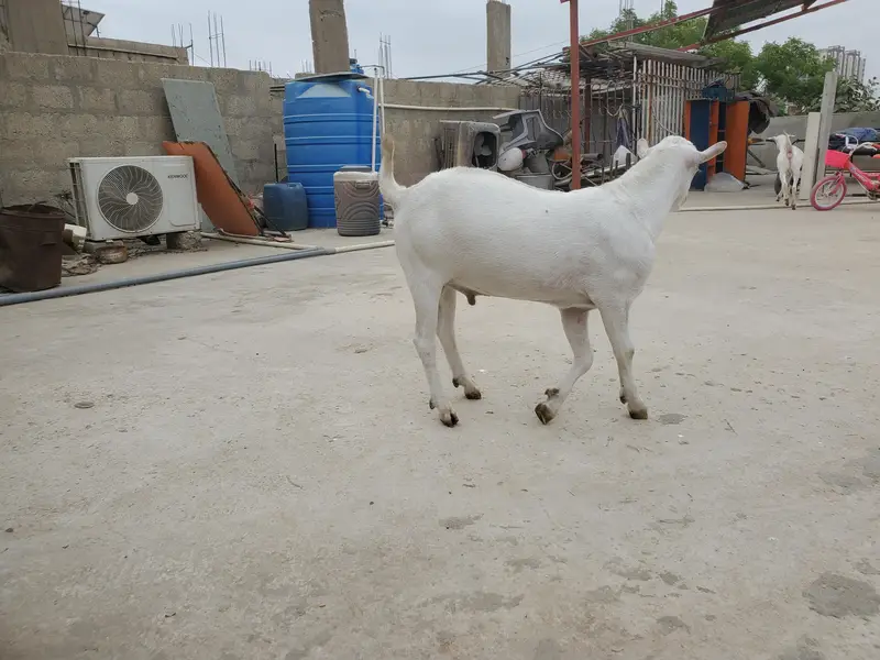 bakra eid k lie bakra or best breader — photo 7