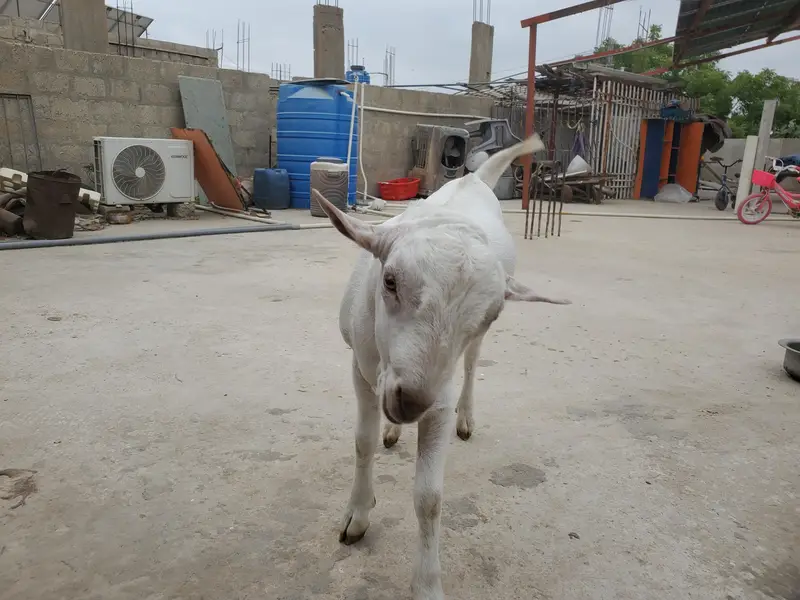 bakra eid k lie bakra or best breader — photo 8
