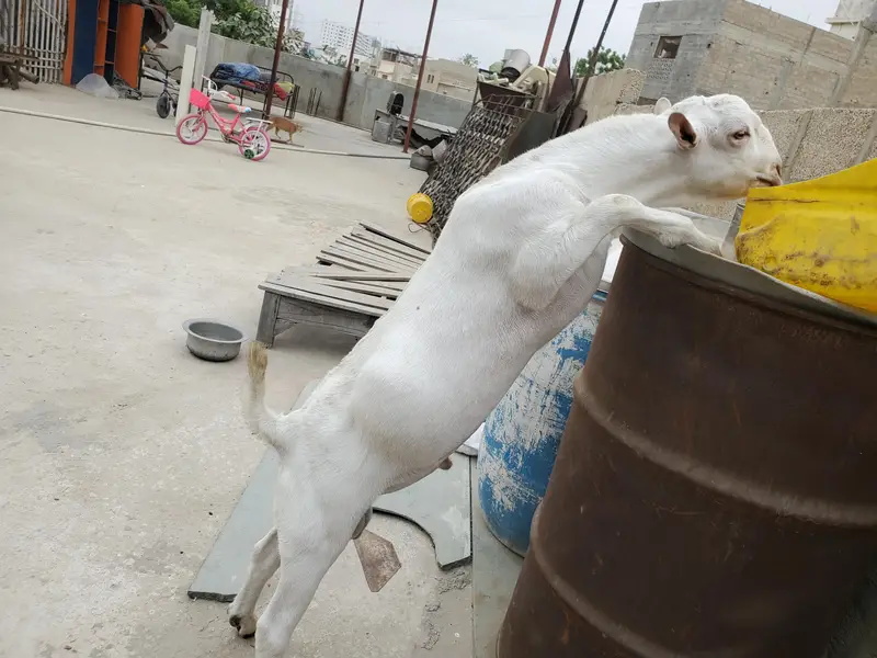 bakra eid k lie bakra or best breader — photo 9