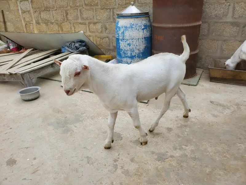 bakra eid k lie bakra or best breader — photo 10