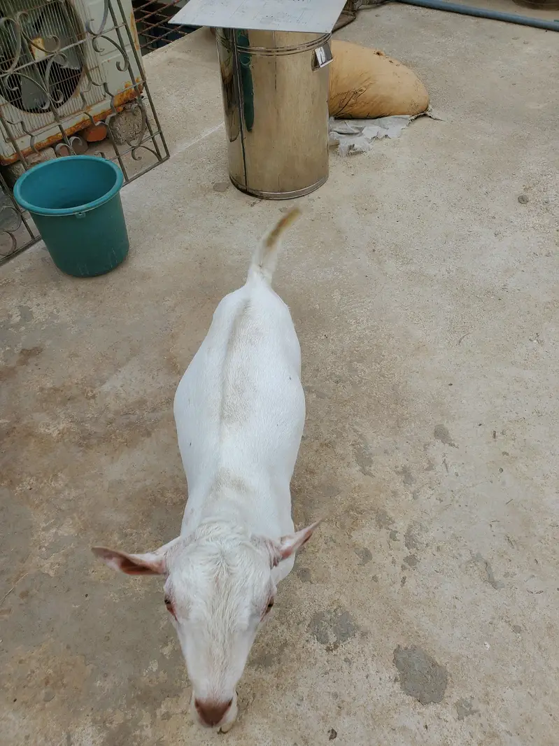 bakra eid k lie bakra or best breader — photo 11