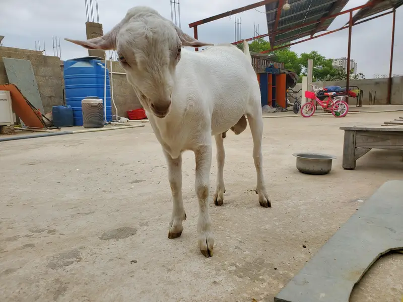 bakra eid k lie bakra or best breader — photo 12