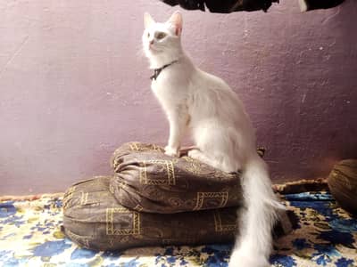 persian cat triple coated