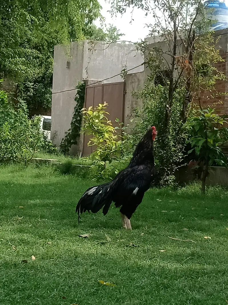 home bread aseel mian eali — photo 3