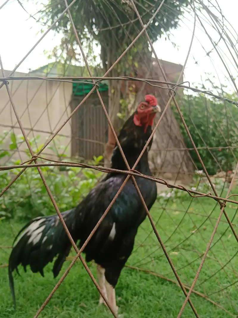 home bread aseel mian eali — photo 4