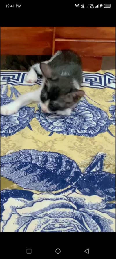 little cat for free