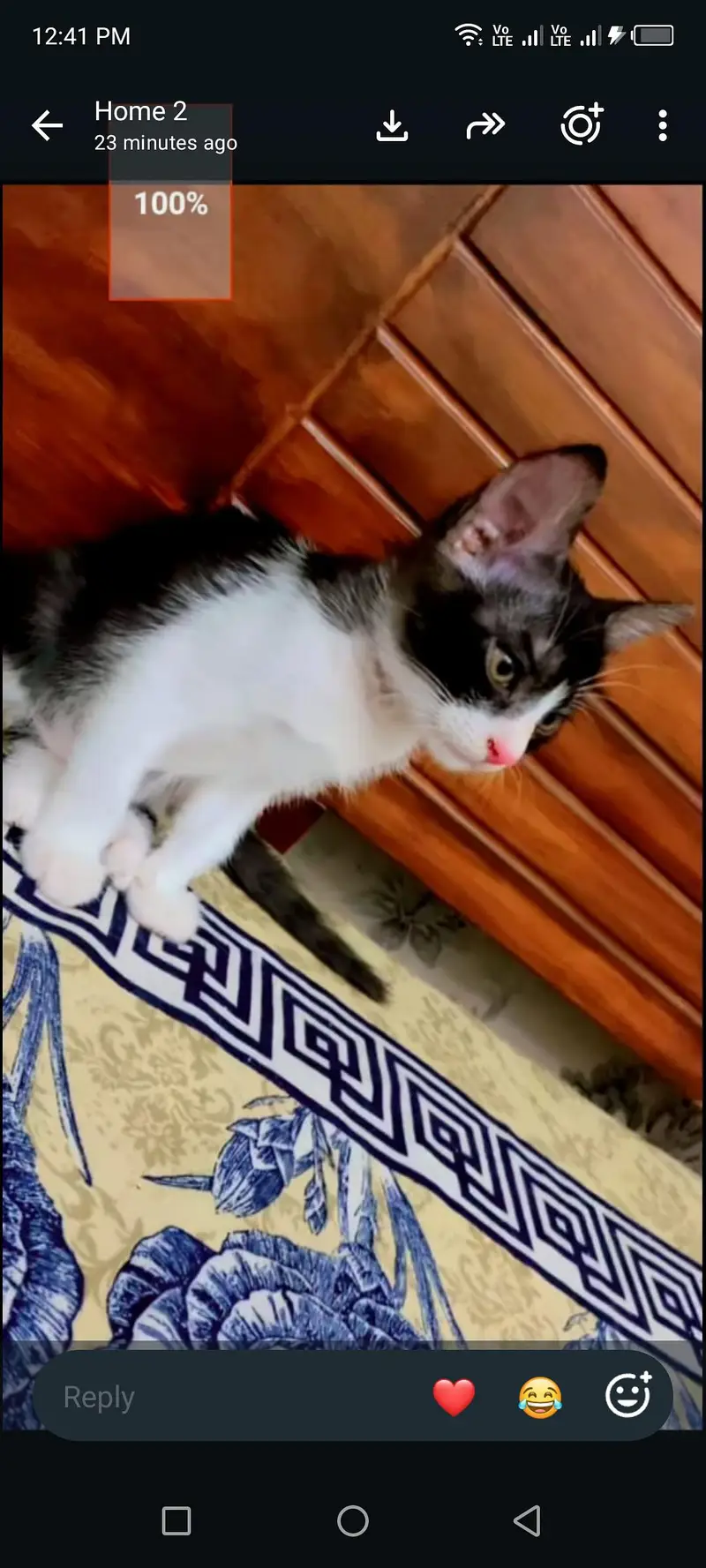 little cat for free — photo 2