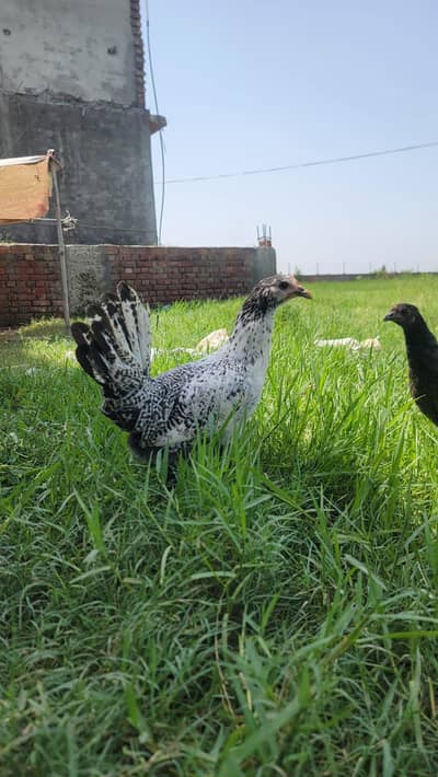 golden Misri Pathiya Patha Murgiya mix available Vaccinated Flock