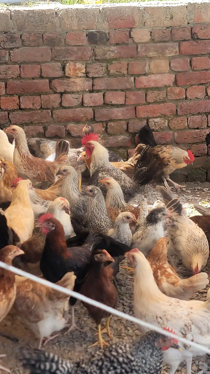 golden Misri Pathiya Patha Murgiya mix available Vaccinated Flock — photo 2
