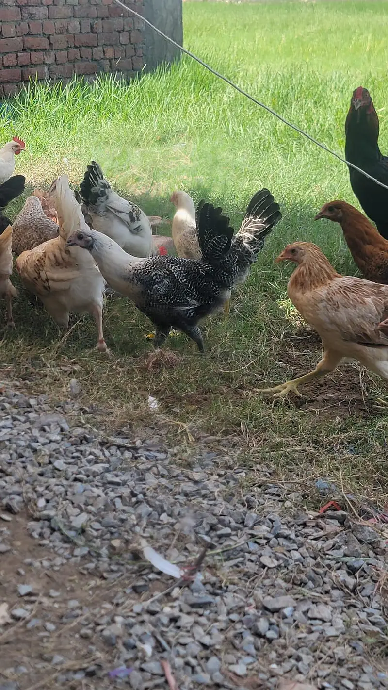 golden Misri Pathiya Patha Murgiya mix available Vaccinated Flock — photo 3