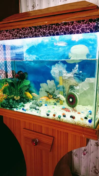 fish & aquarium