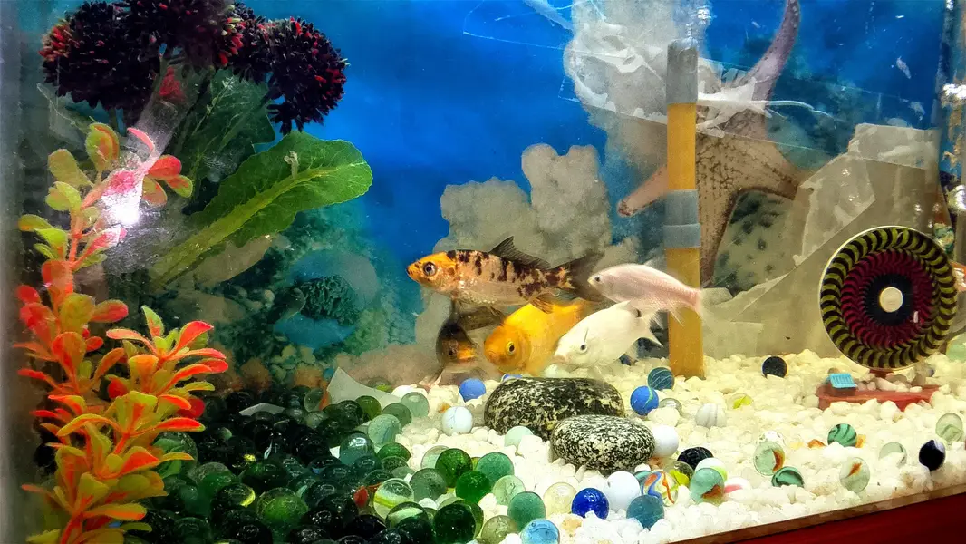 fish & aquarium — photo 2