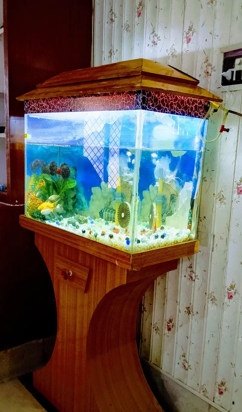 fish & aquarium — photo 3