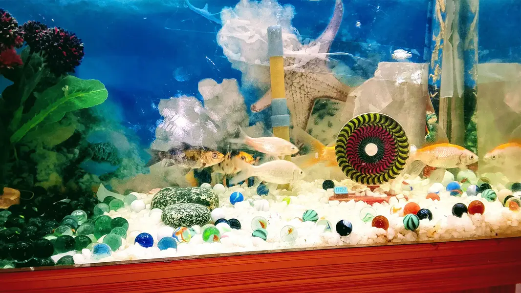 fish & aquarium — photo 4