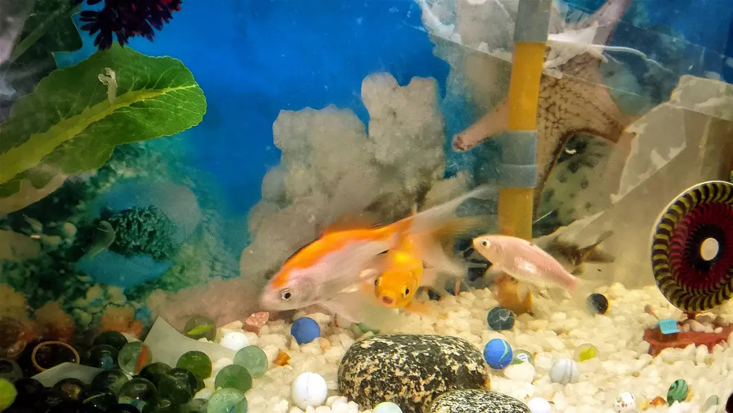 fish & aquarium — photo 5