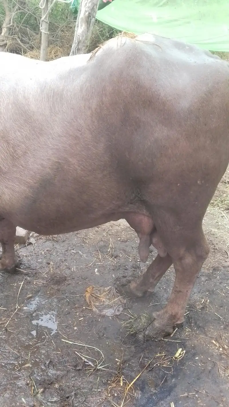 nili ravi |  buffalo |  bhains | bull  | for sale — photo 3