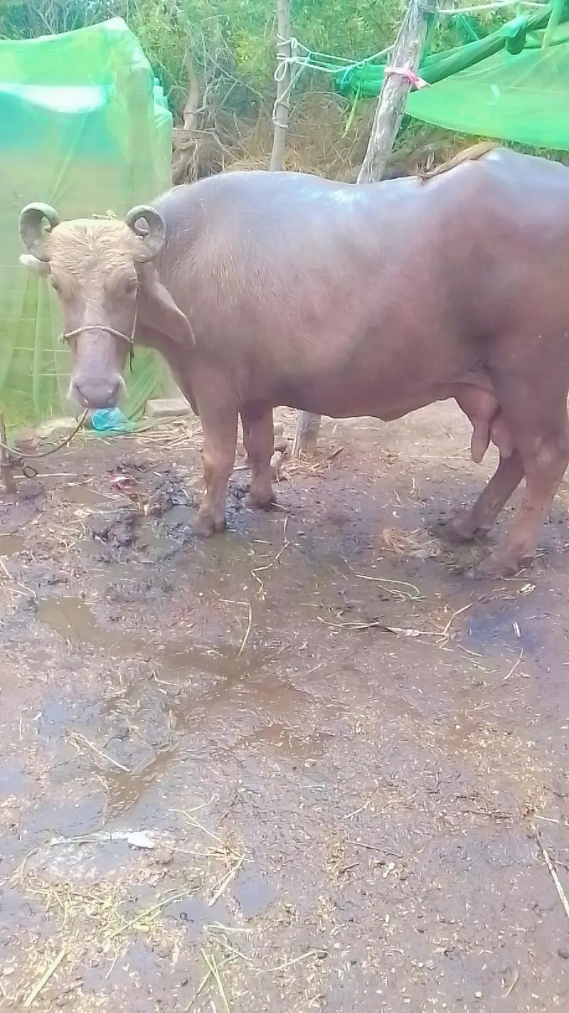 nili ravi |  buffalo |  bhains | bull  | for sale — photo 6