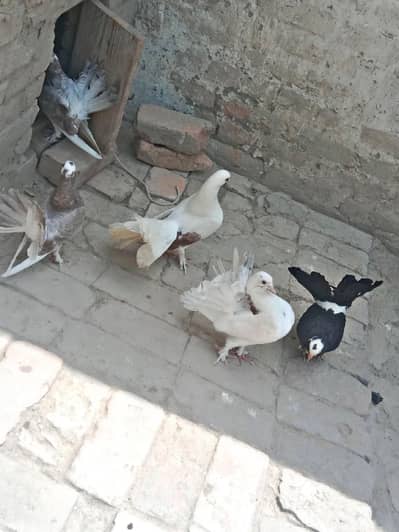 Pure Lakka (Fantail) Pigeons Setup For Sale in Arifwala