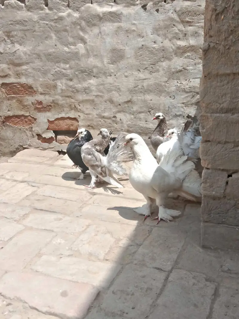 Pure Lakka (Fantail) Pigeons Setup For Sale in Arifwala — photo 2