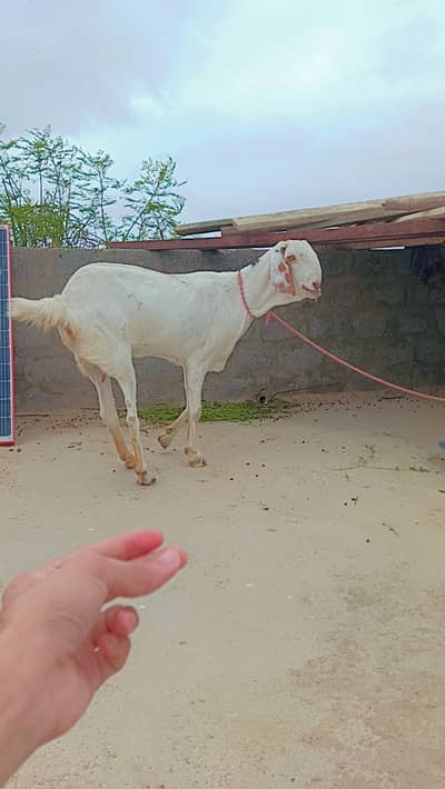Perot face Gulabi female Bakri