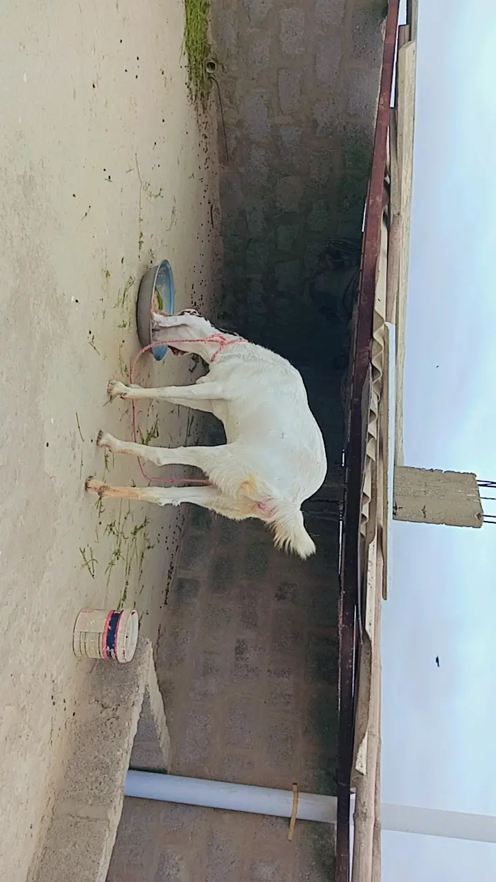 Perot face Gulabi female Bakri — photo 3