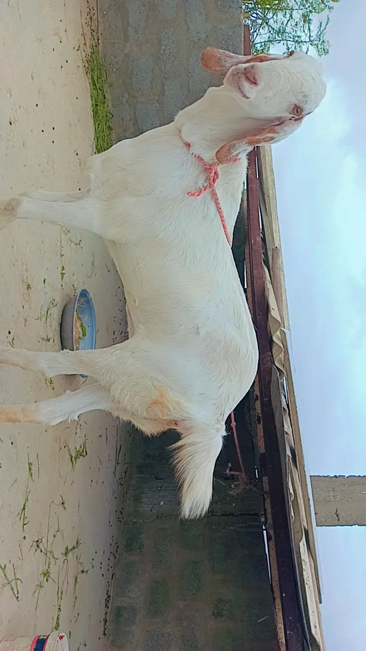 Perot face Gulabi female Bakri — photo 4