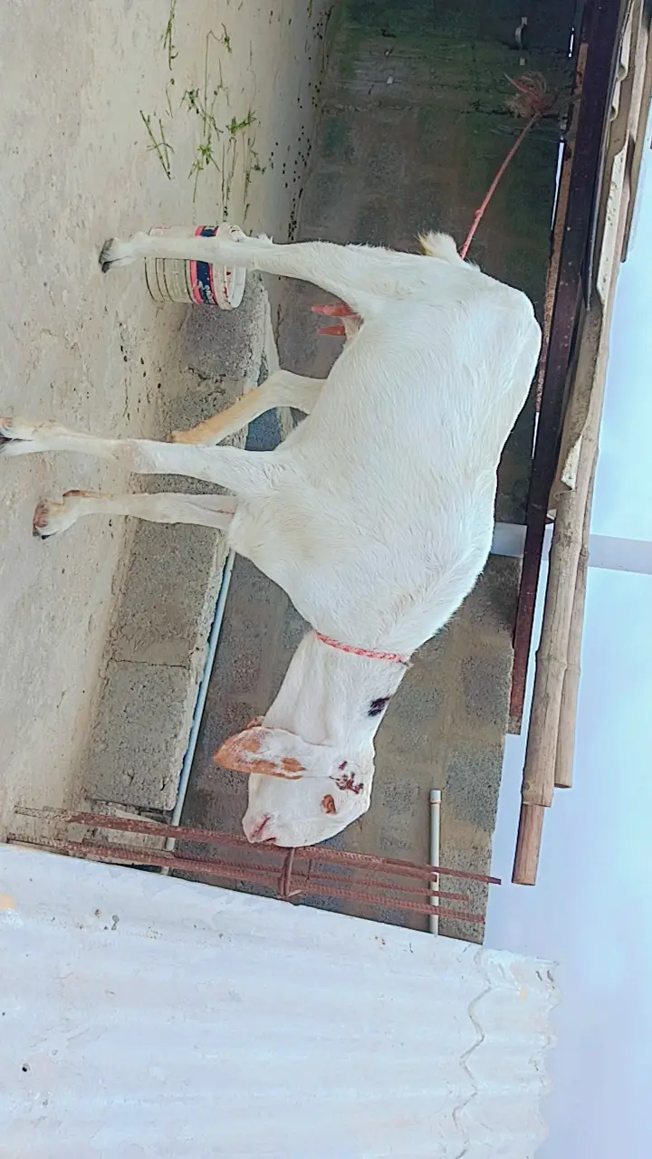 Perot face Gulabi female Bakri — photo 5