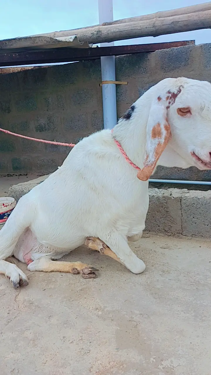 Perot face Gulabi female Bakri — photo 7
