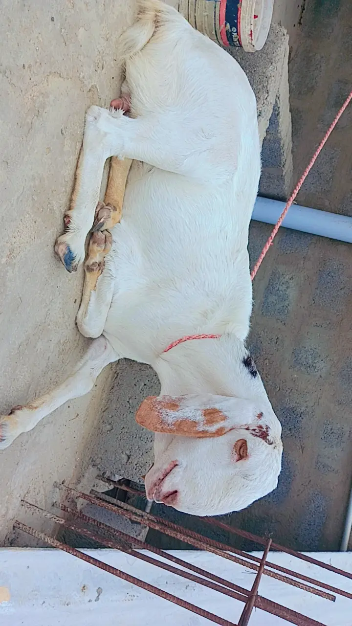 Perot face Gulabi female Bakri — photo 8