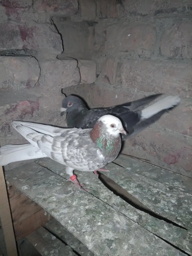 kaboter pair